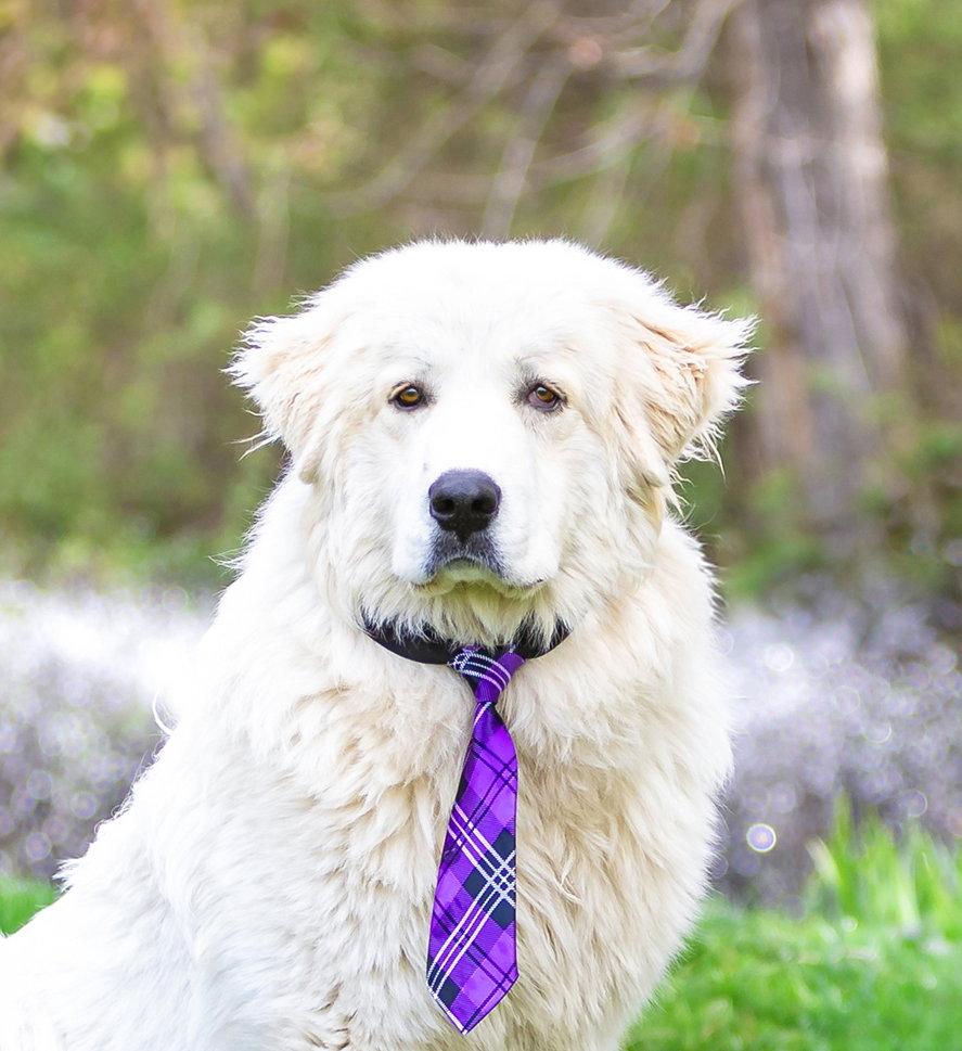 Enlarge Aspen, a Adoptable Great Pyrenees in Coatesville, PA image 1/3