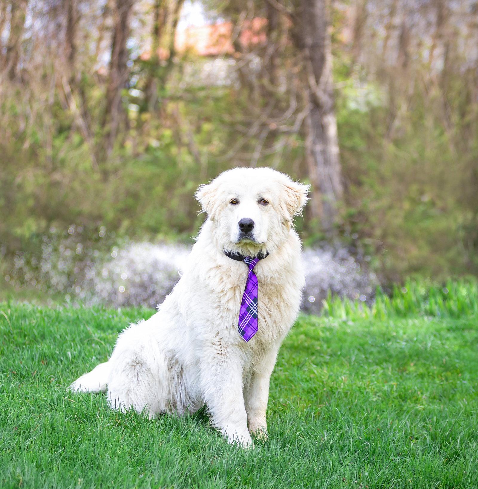 Enlarge Aspen, a Adoptable Great Pyrenees in Coatesville, PA image 3/3