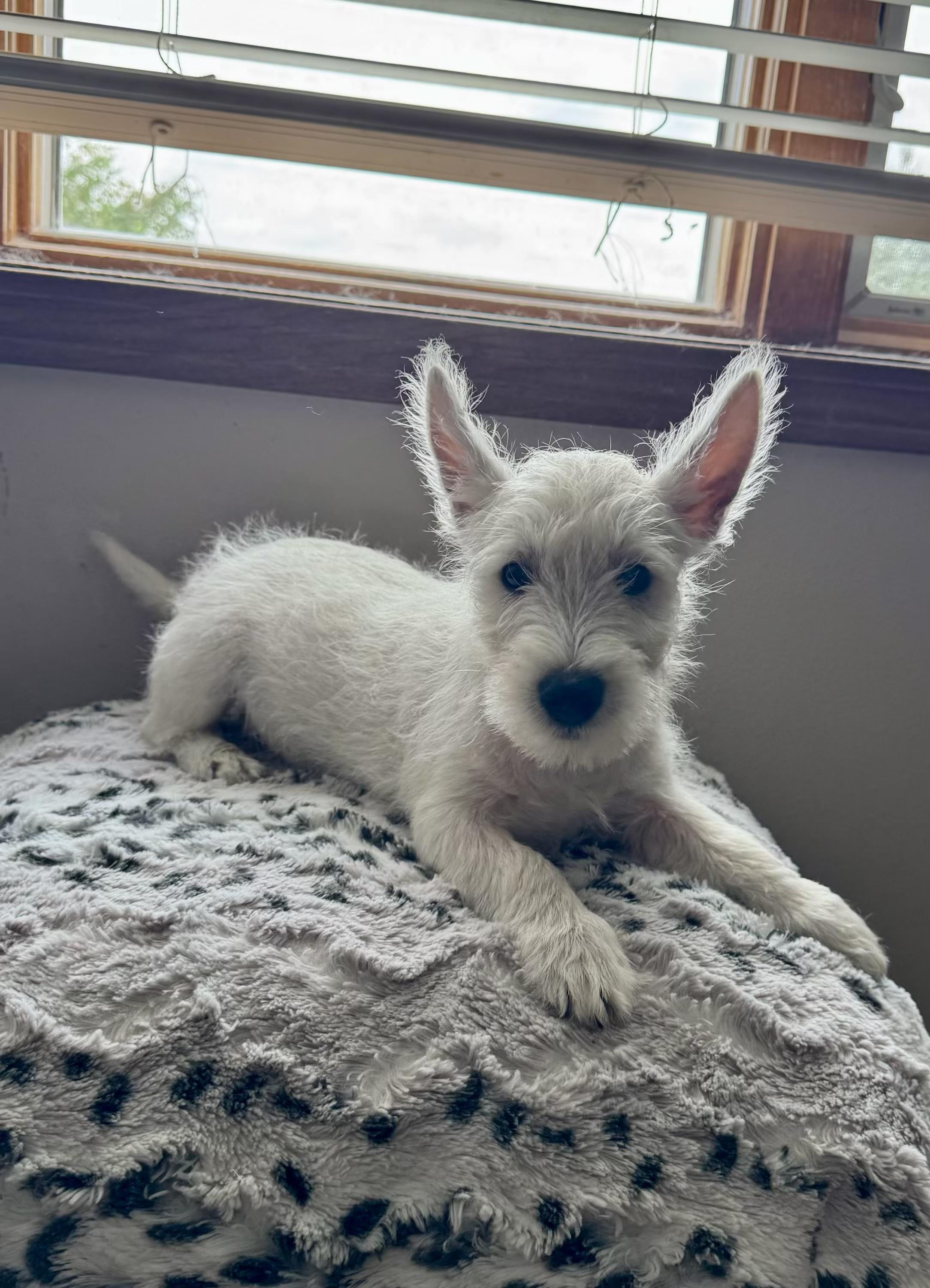 Milo, adopted, Puppy Male West Highland White Terrier / Westie.