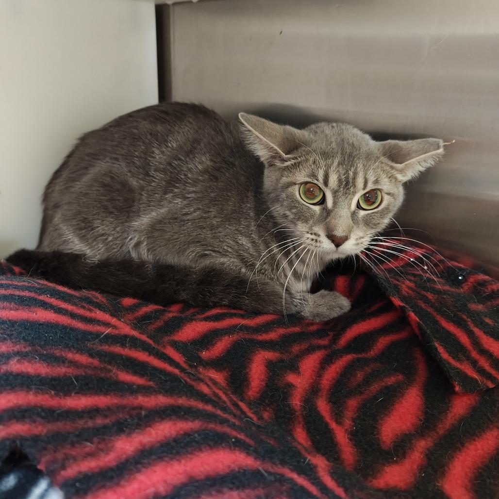 Tate - Working Cat, Adoptable, Young Female Domestic Short Hair.