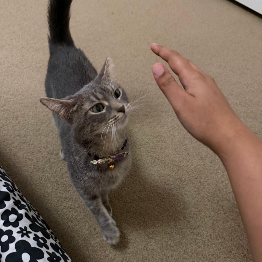Enlarge Tate, a Adoptable Domestic Short Hair in Madison, WI image 2/6