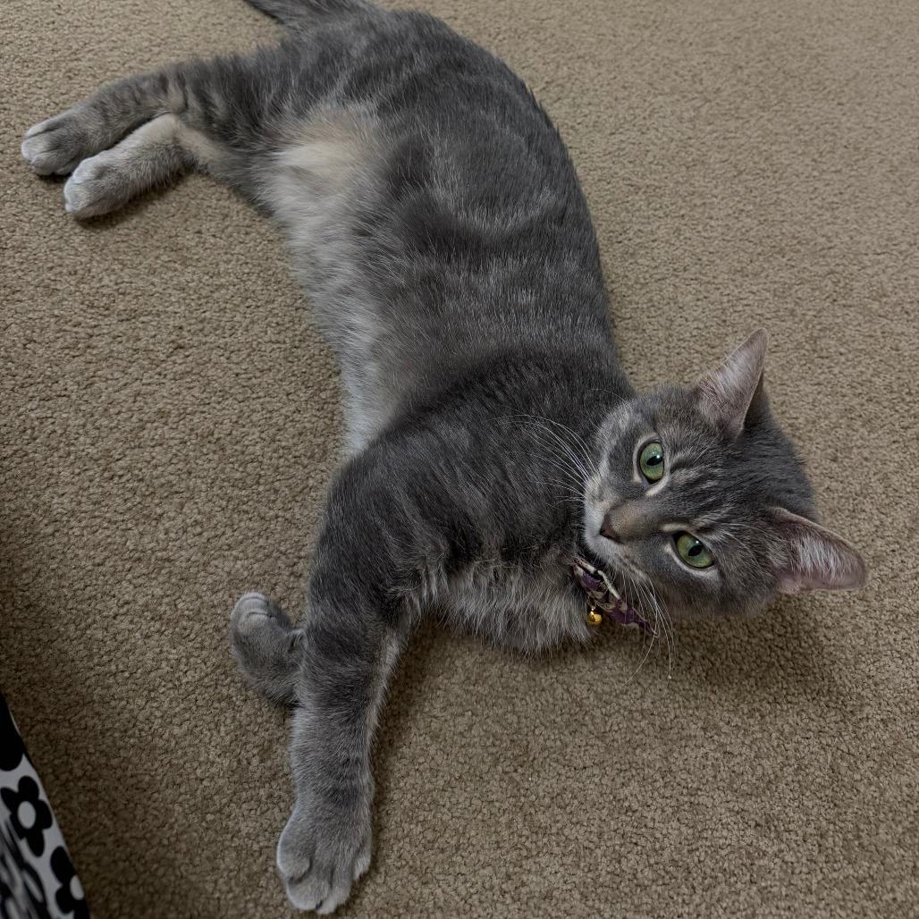 Enlarge Tate, a Adoptable Domestic Short Hair in Madison, WI image 3/6