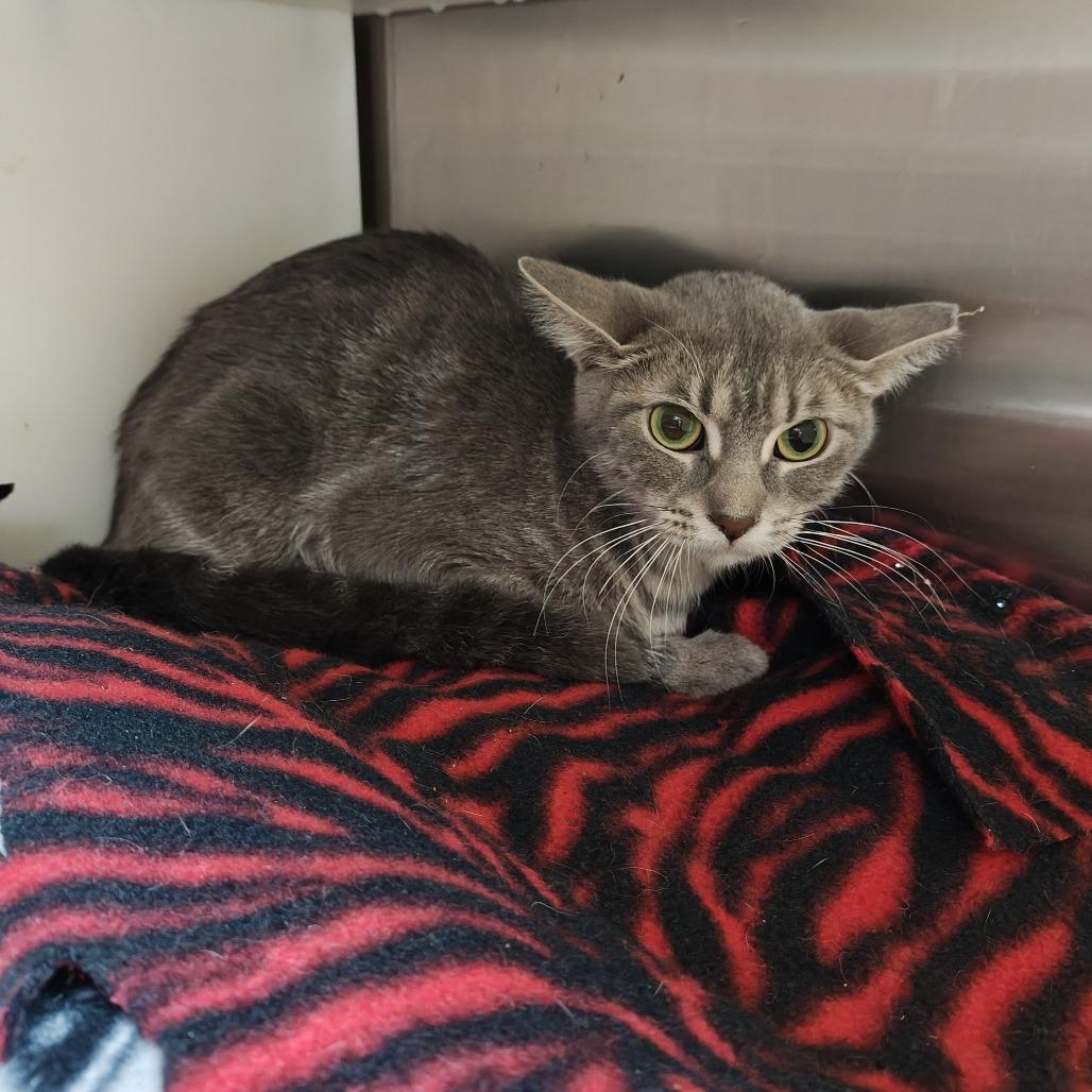 Tate - Working Cat, a Adoptable Domestic Short Hair in Madison, WI image 2/3