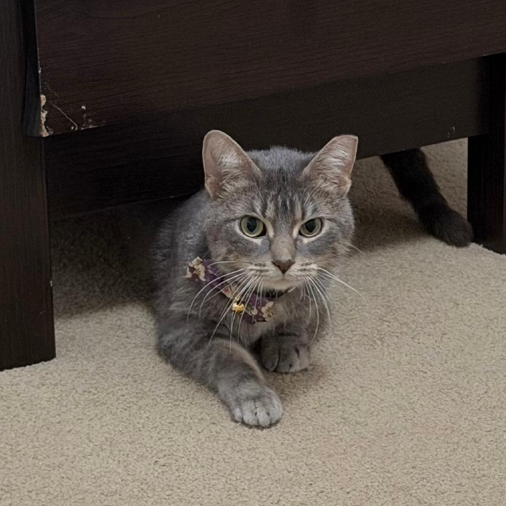 Enlarge Tate, a Adoptable Domestic Short Hair in Madison, WI image 5/6