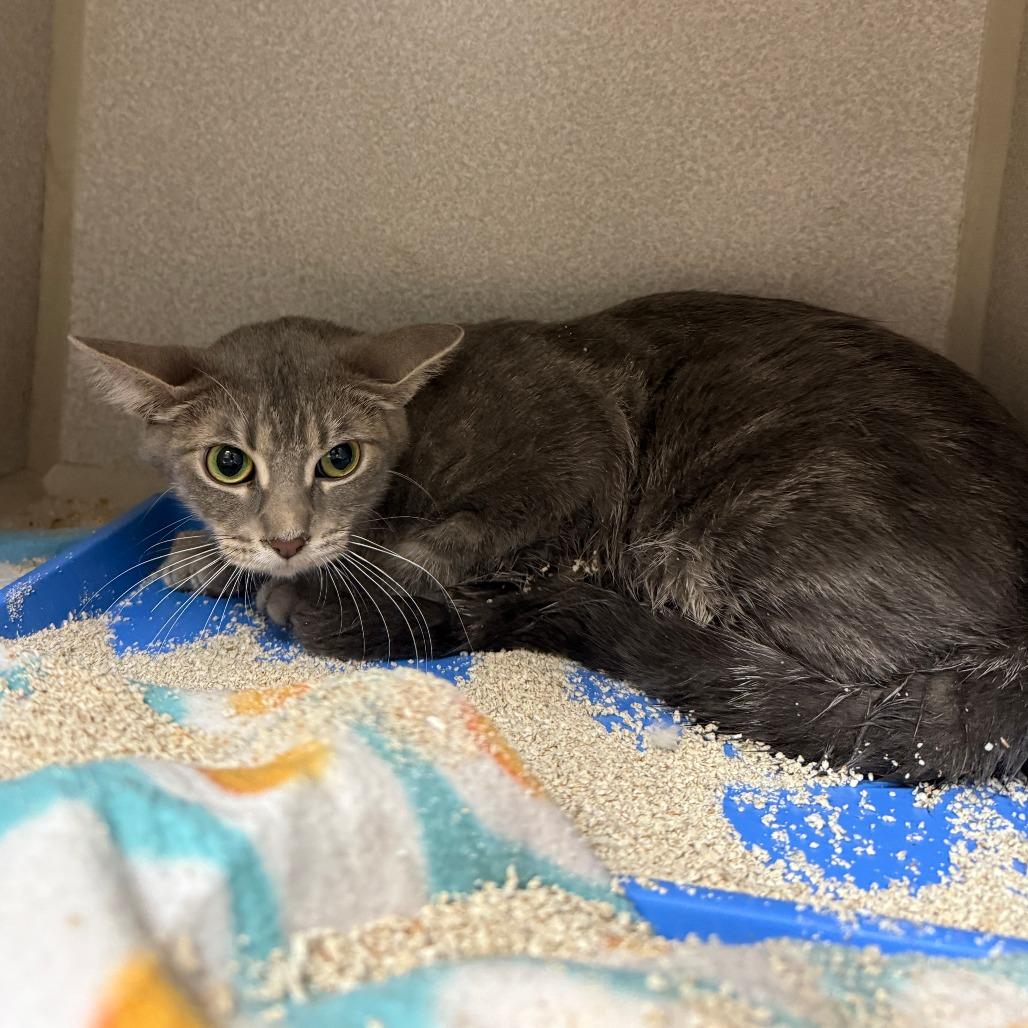 Tate - Working Cat, a Adoptable Domestic Short Hair in Madison, WI image 3/3