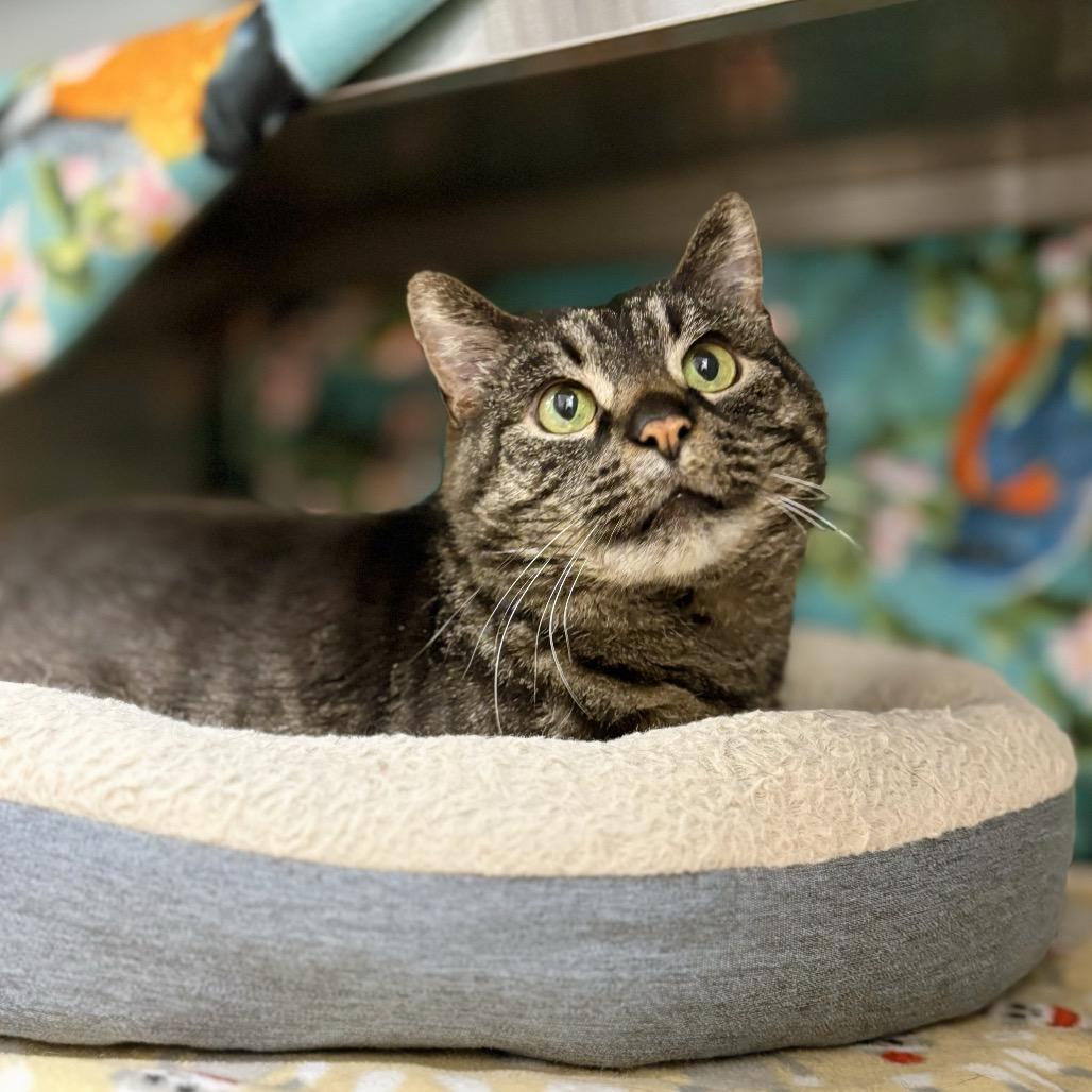 Enlarge Garfield, a Adoptable Domestic Short Hair in Nashville, IN image 1/4