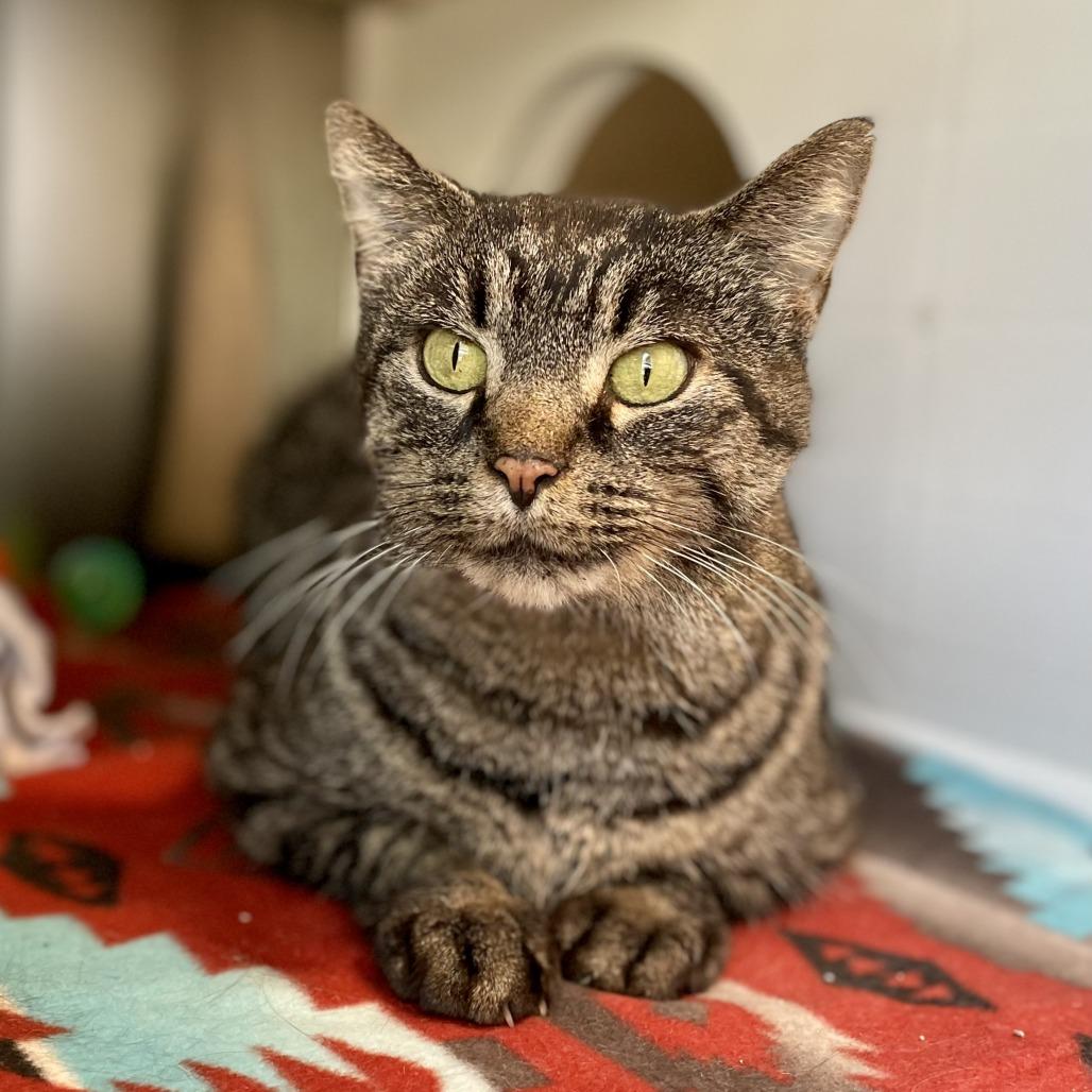 Enlarge Garfield, a Adoptable Domestic Short Hair in Nashville, IN image 2/4