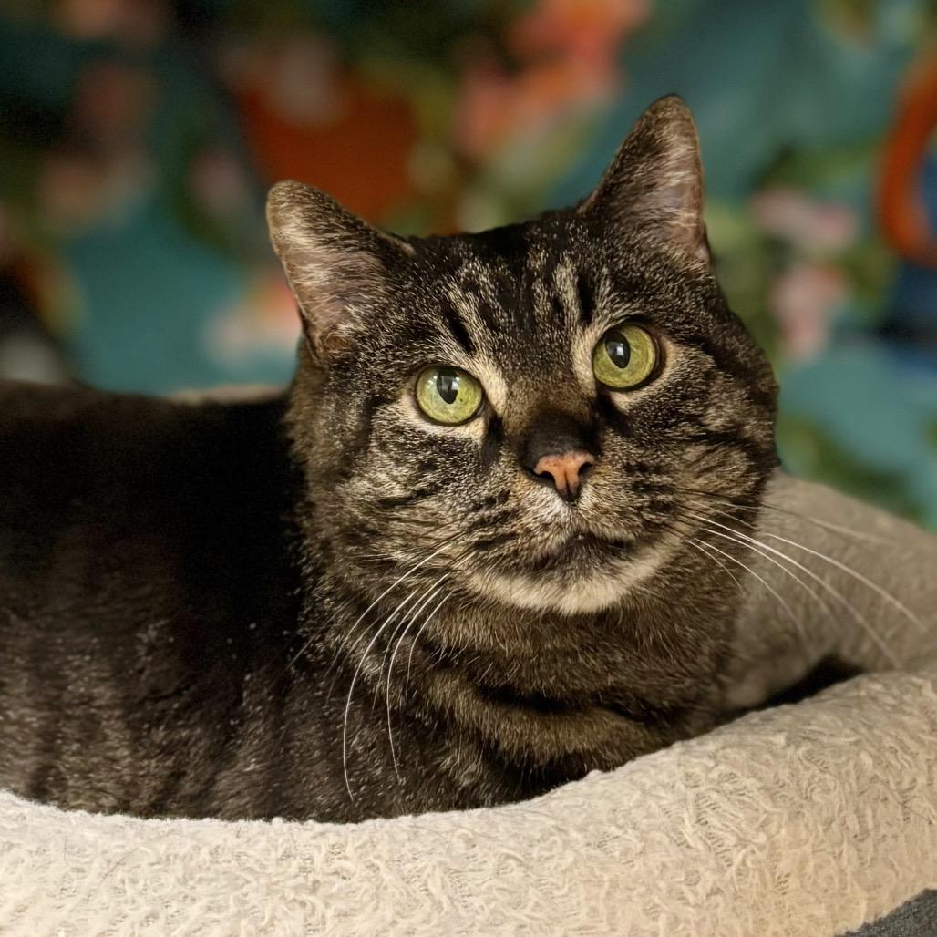 Enlarge Garfield, a Adoptable Domestic Short Hair in Nashville, IN image 3/4