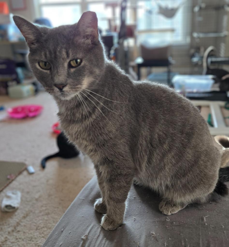 Enlarge Lady Grey, a Adoptable mixed breed in Evans, GA image 1/2