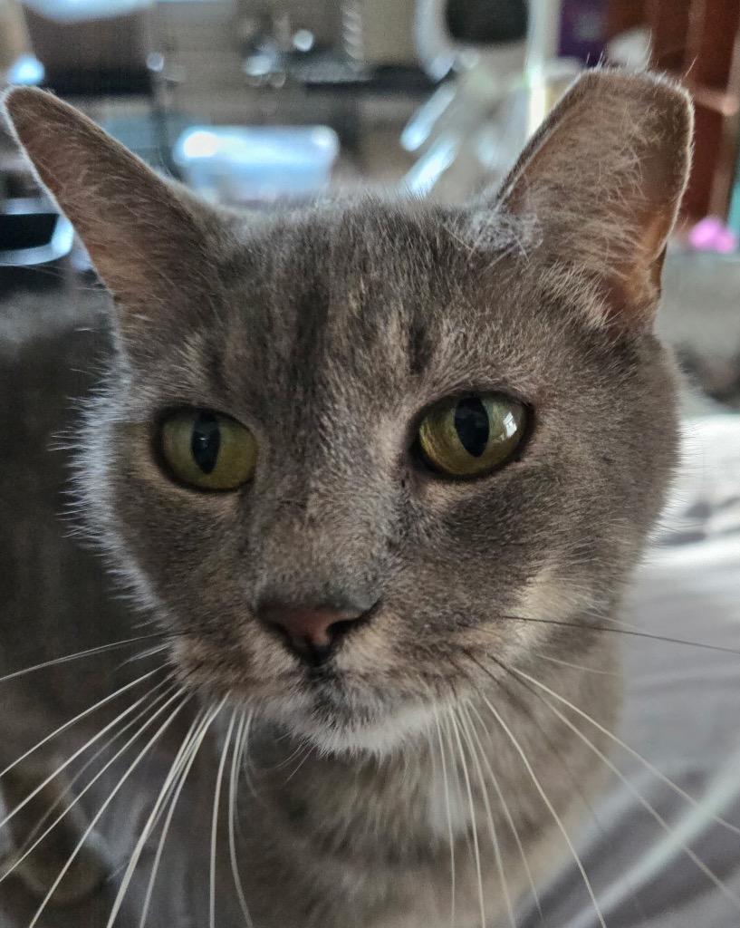 Enlarge Lady Grey, a Adoptable mixed breed in Evans, GA image 2/2
