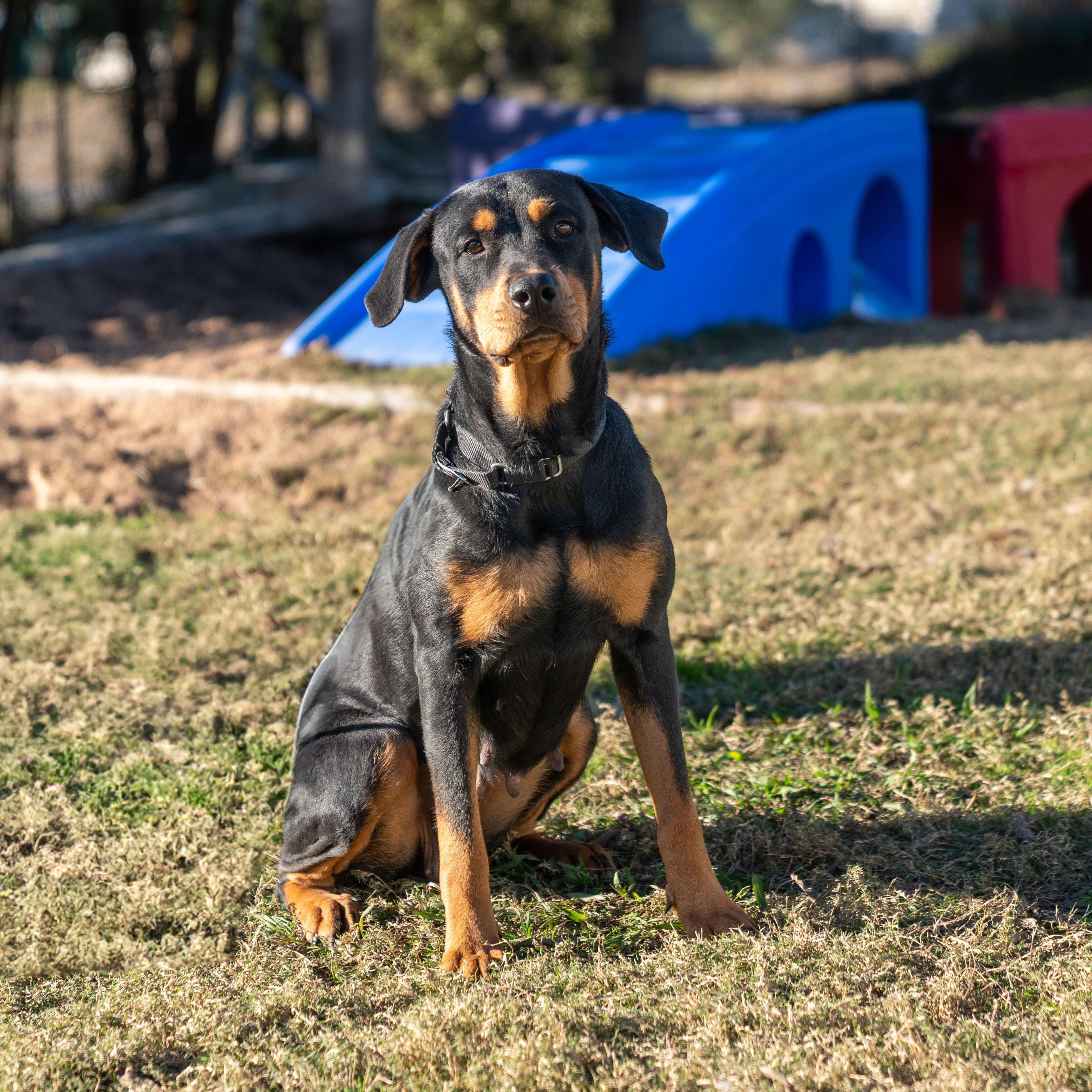 Cassette, Adoptable, Adult Female Rottweiler.