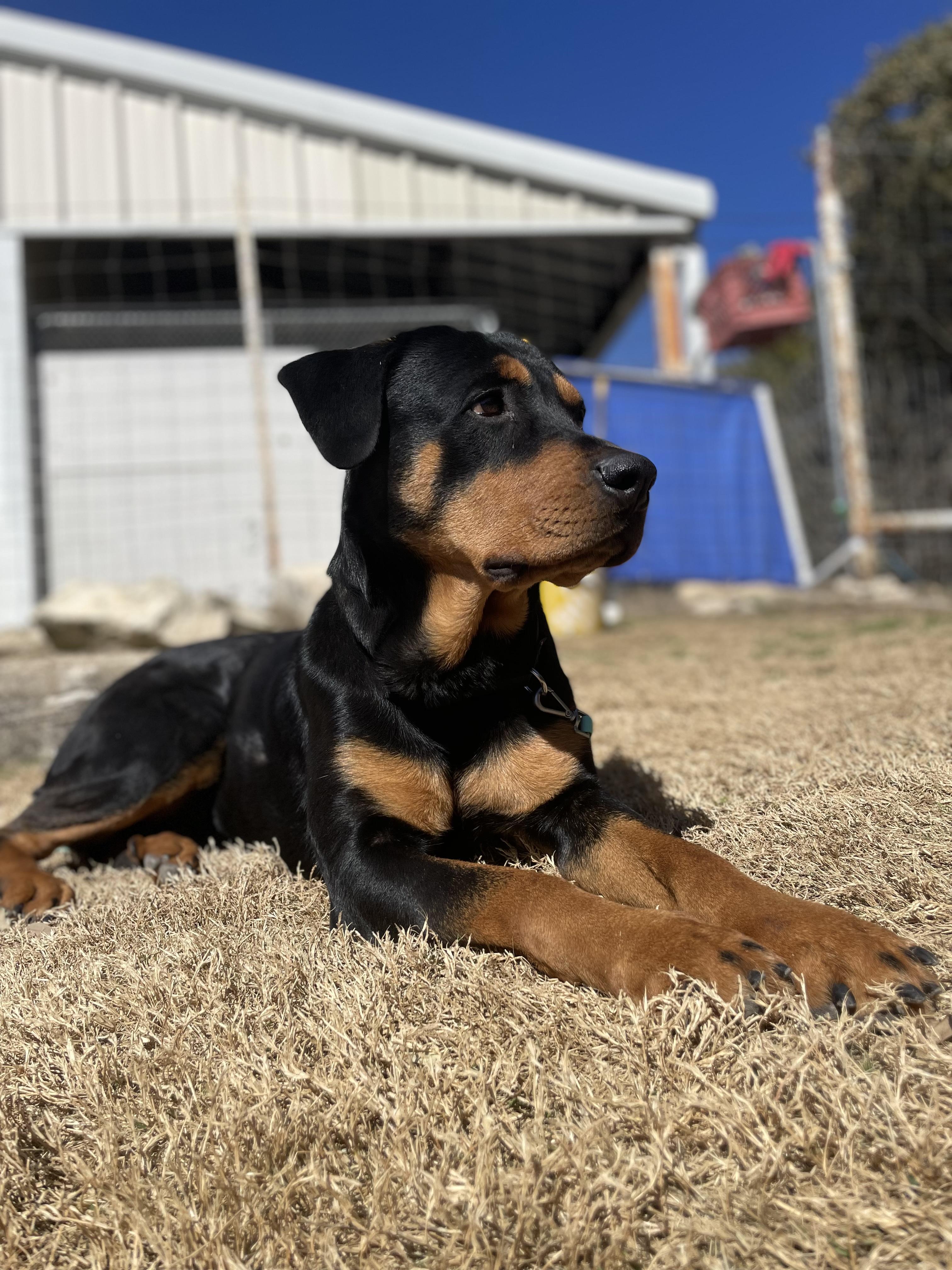 Cassette, a Adoptable Rottweiler in Dripping Springs, TX image 2/2