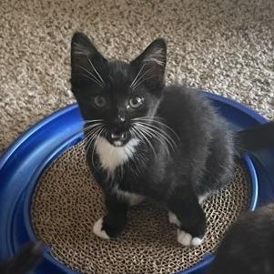 General, ADOPTABLE, Kitten Male Domestic Short Hair.