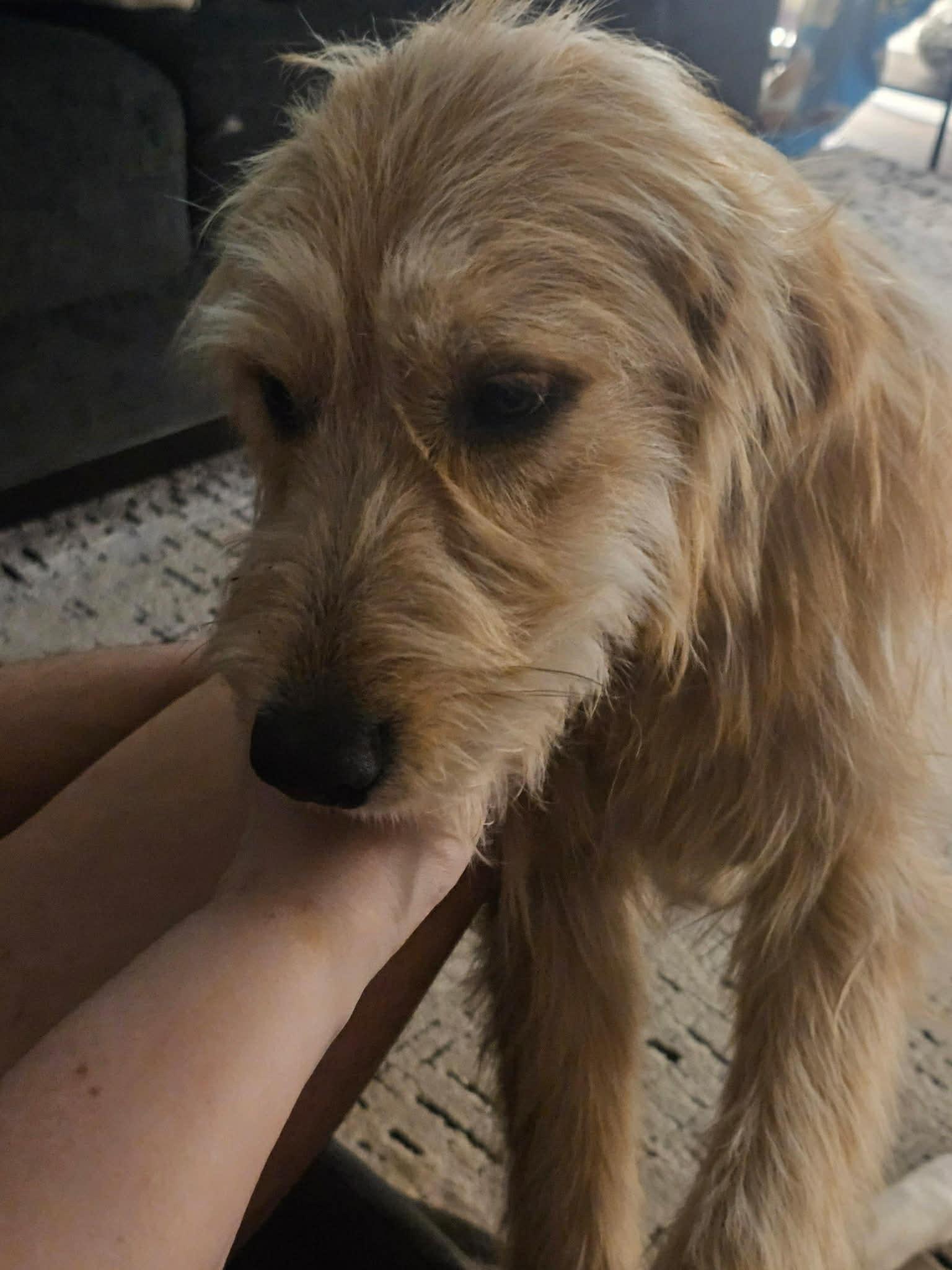 Enlarge Dandelion, an adopted mixed breed in Oklahoma City, OK image 3/6