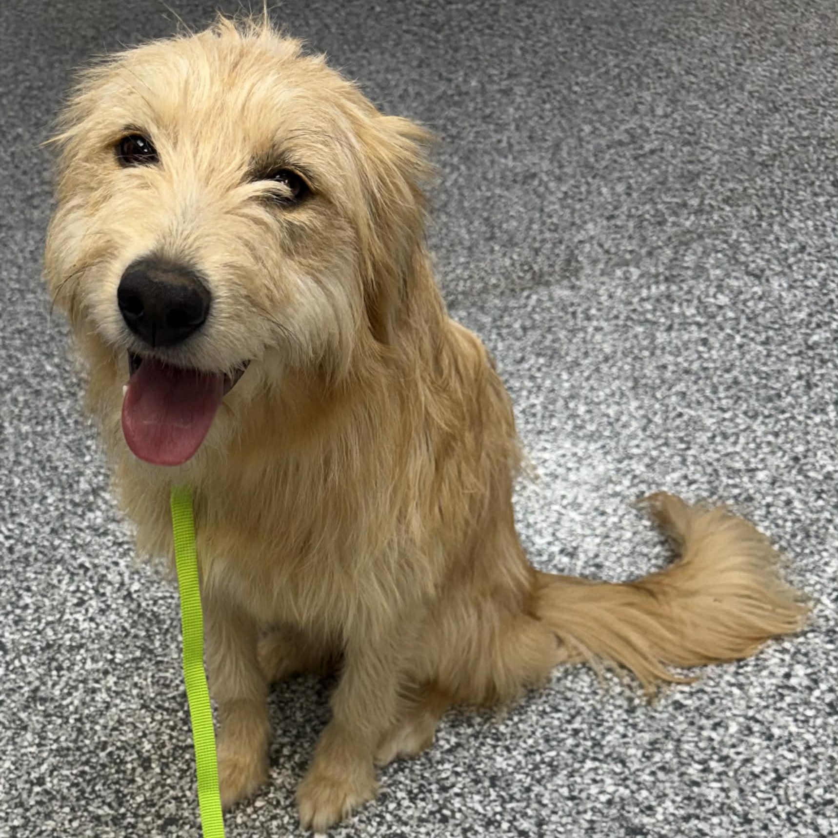 Dandelion, adopted, Young Female Wheaten Terrier.