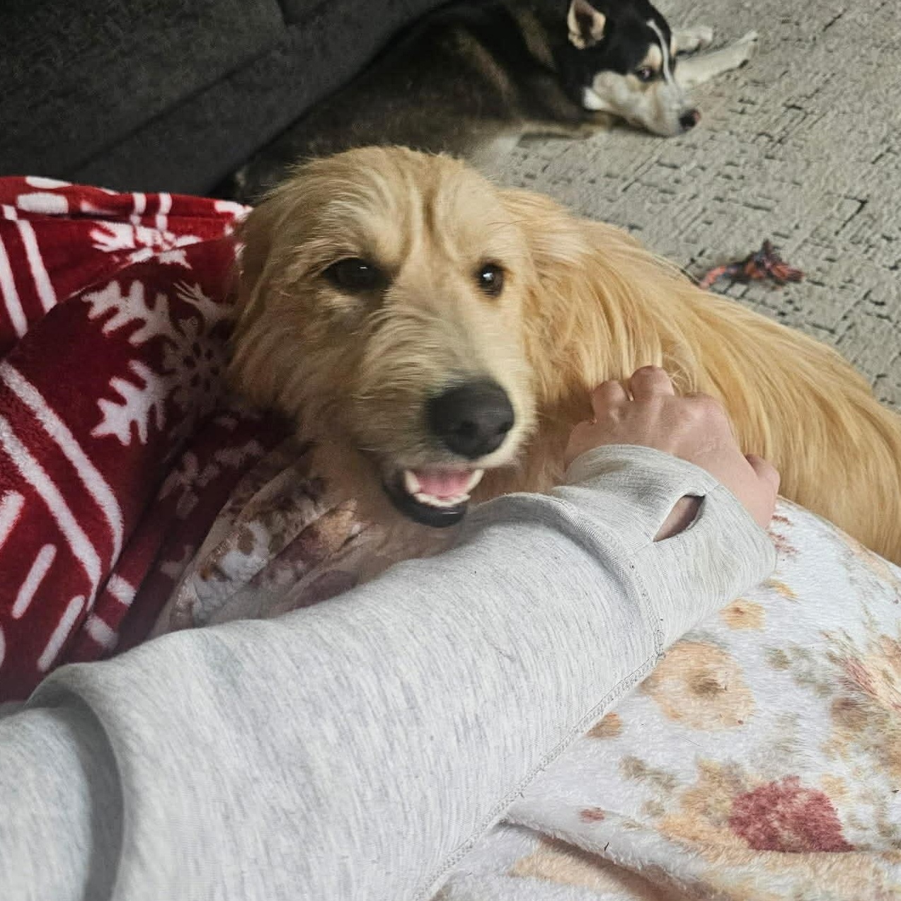 Enlarge Dandelion, an adopted mixed breed in Oklahoma City, OK image 2/6
