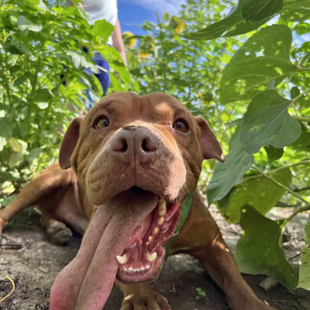 Rollo, a Adoptable Pit Bull Terrier in West Memphis, AR image 1/6