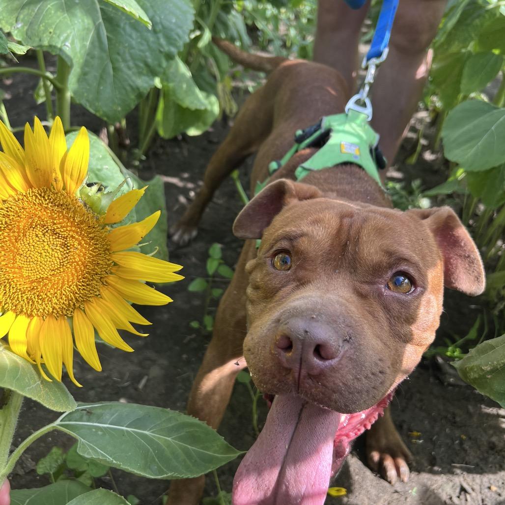 Rollo, a Adoptable Pit Bull Terrier in West Memphis, AR image 2/6