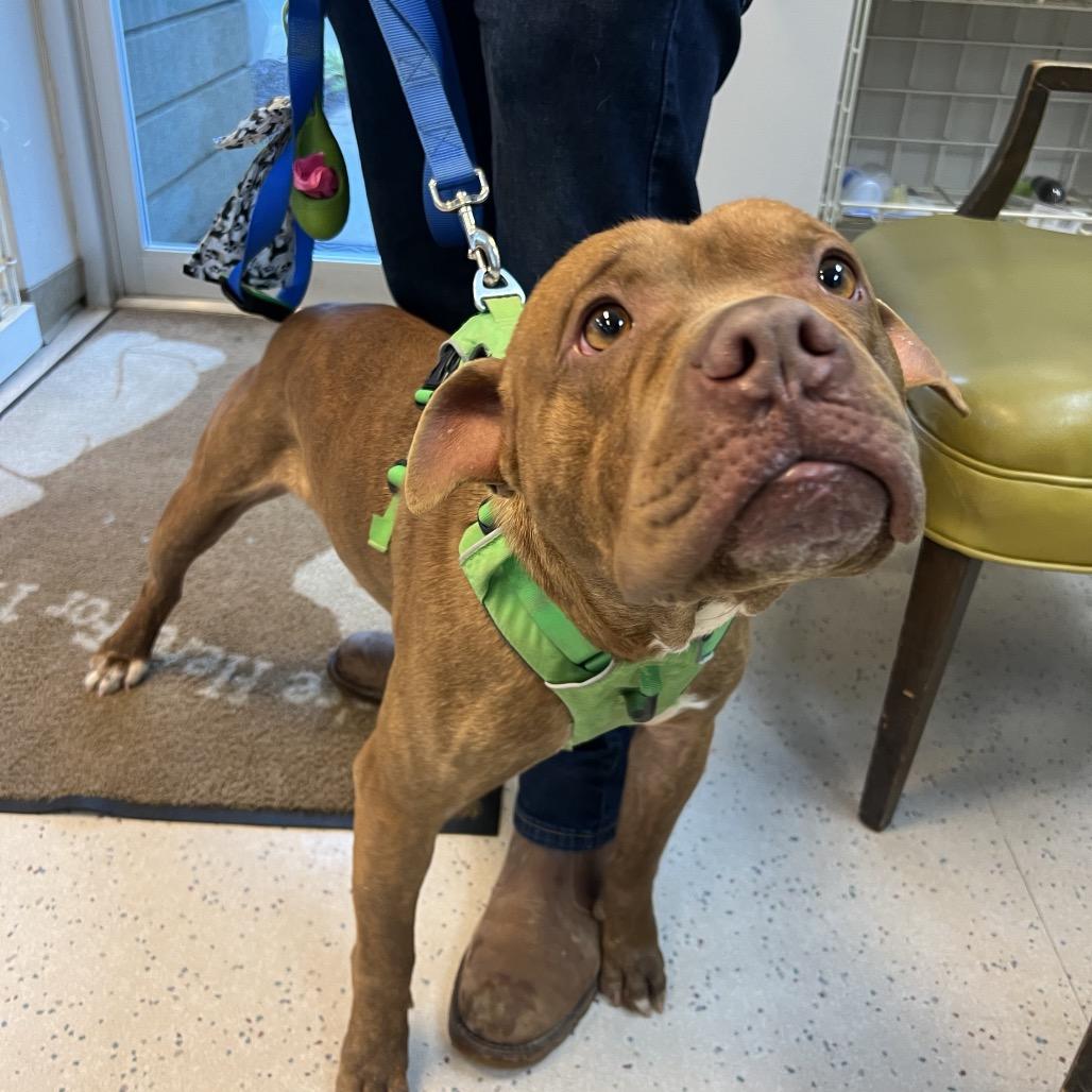 Rollo, a Adoptable Pit Bull Terrier in West Memphis, AR image 4/6