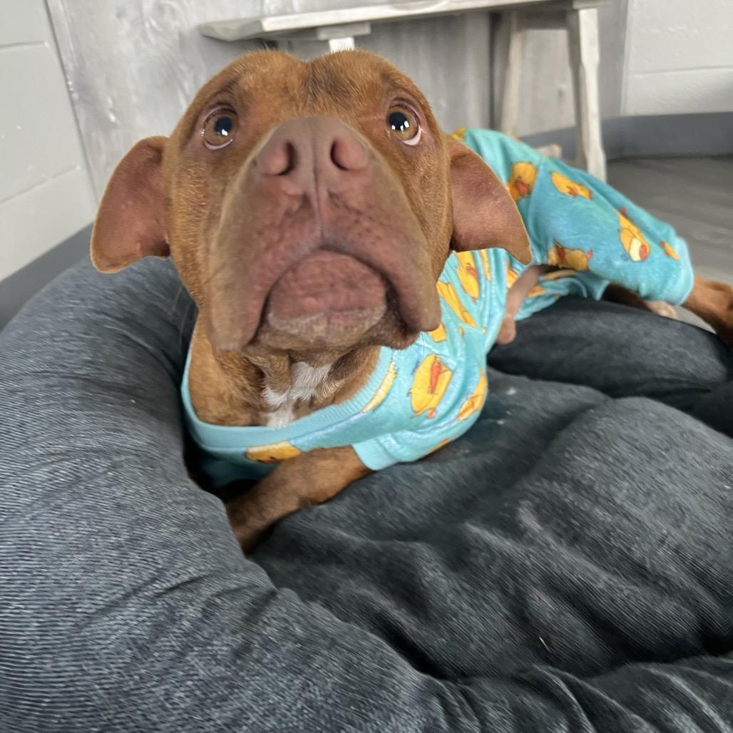 Rollo, a Adoptable Pit Bull Terrier in West Memphis, AR image 5/6