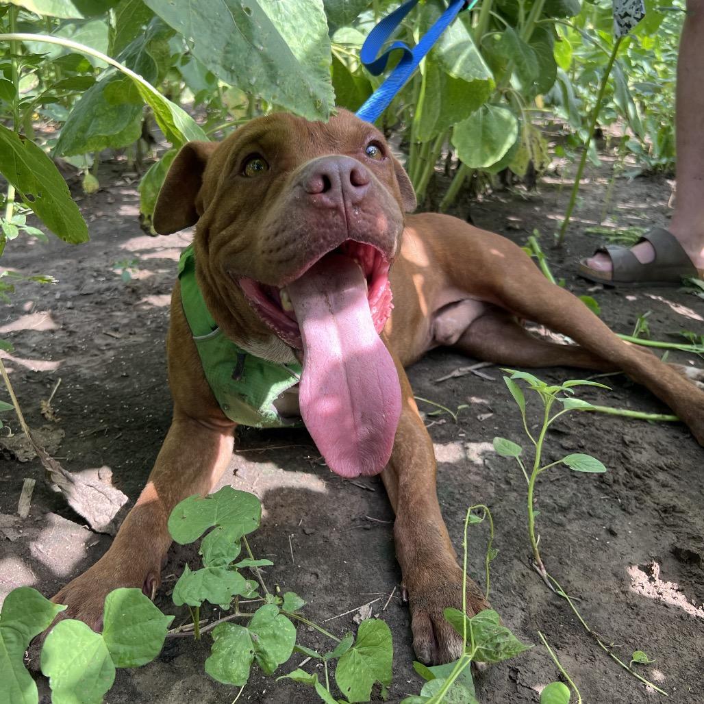 Rollo, a Adoptable Pit Bull Terrier in West Memphis, AR image 6/6