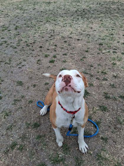 Enlarge Millie, a Adoptable mixed breed in Scottsbluff, NE image 1/3