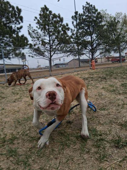 Enlarge Millie, a Adoptable mixed breed in Scottsbluff, NE image 2/3