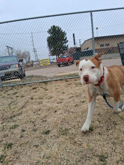 Enlarge Millie, a Adoptable mixed breed in Scottsbluff, NE image 3/3