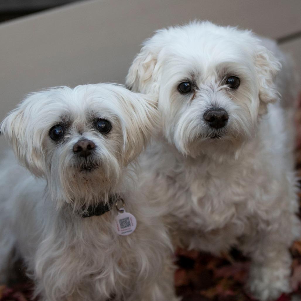 Taco (S24-181), Adoptable, Senior Male Maltese & Poodle.