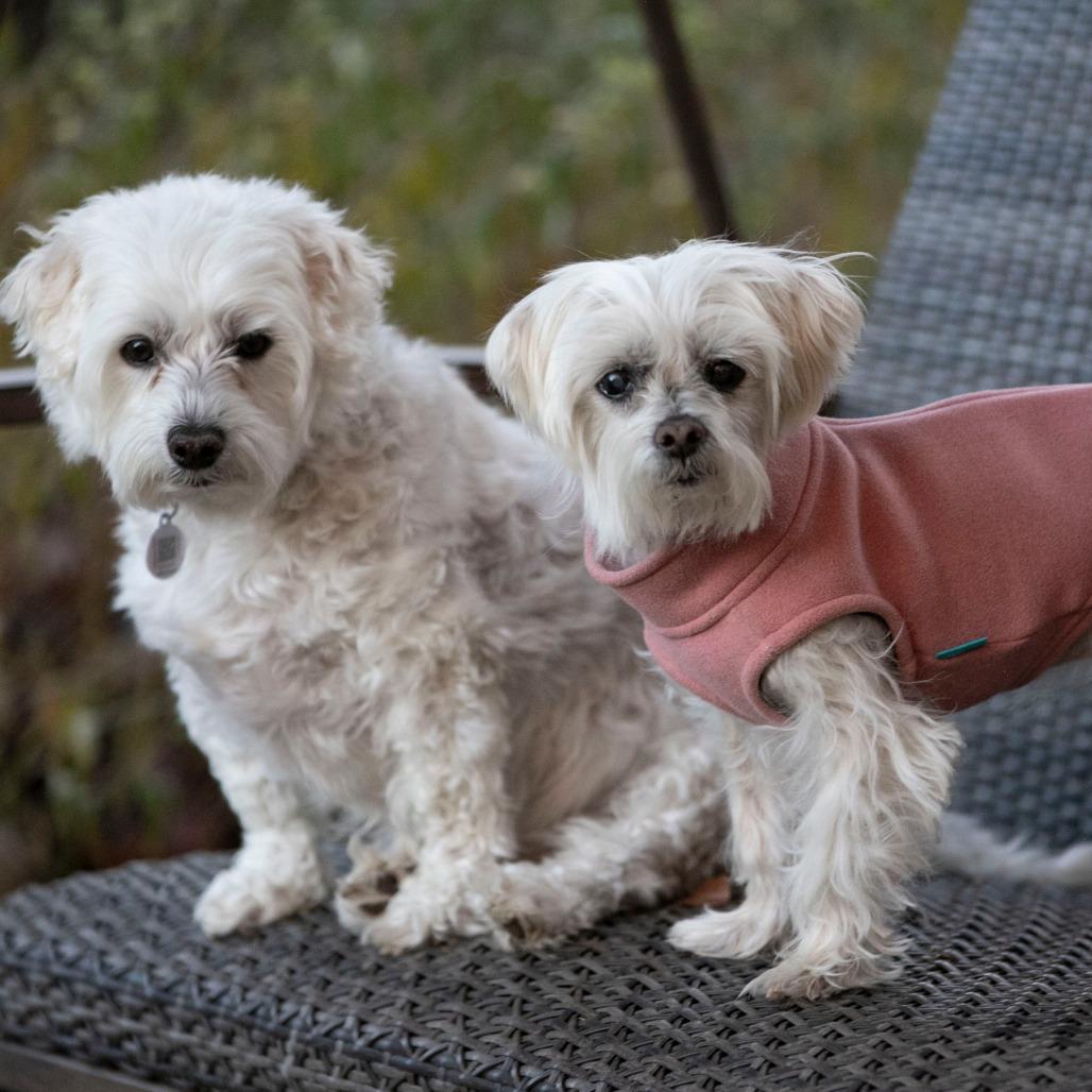 Taco (S24-181), a Adoptable mixed breed in Peyton, CO image 3/6