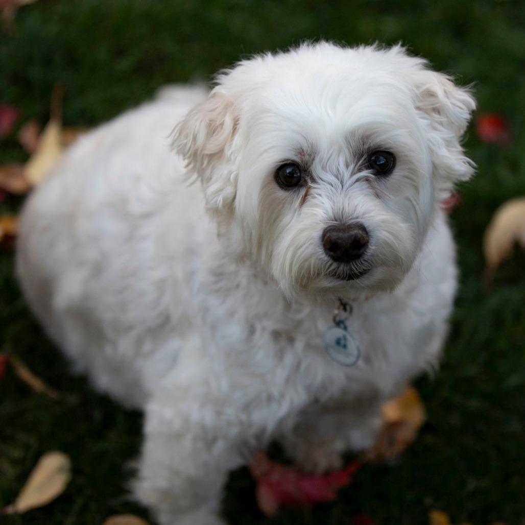 Taco (S24-181), a Adoptable mixed breed in Peyton, CO image 5/6