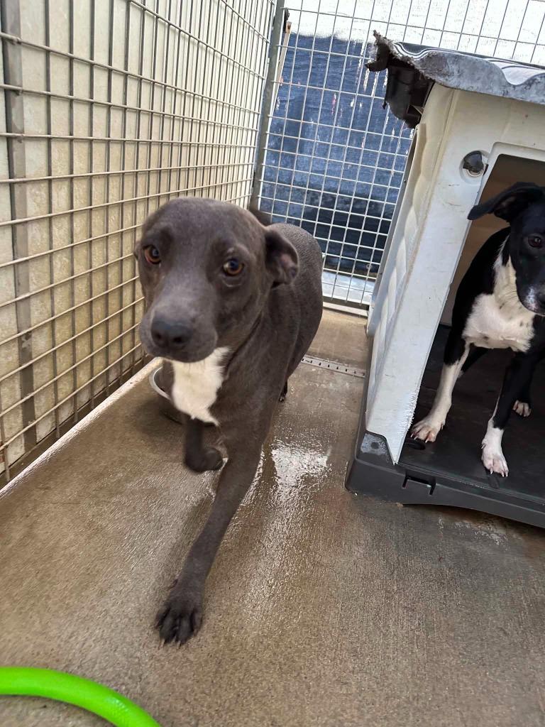 Sandi, Adoptable, Puppy Female Pit Bull Terrier & Mixed Breed.