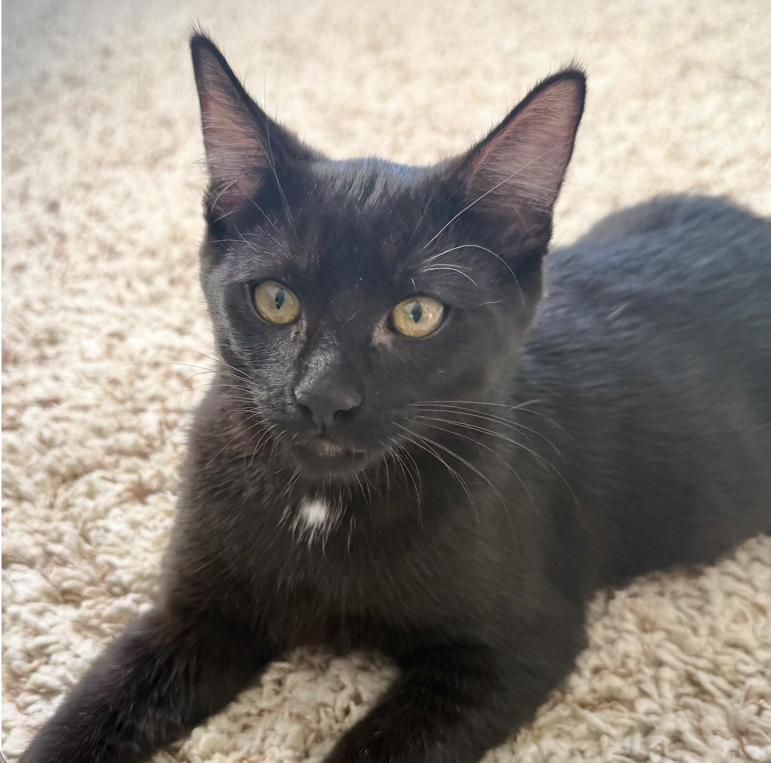Dot, Adoptable, Kitten Female Domestic Short Hair.