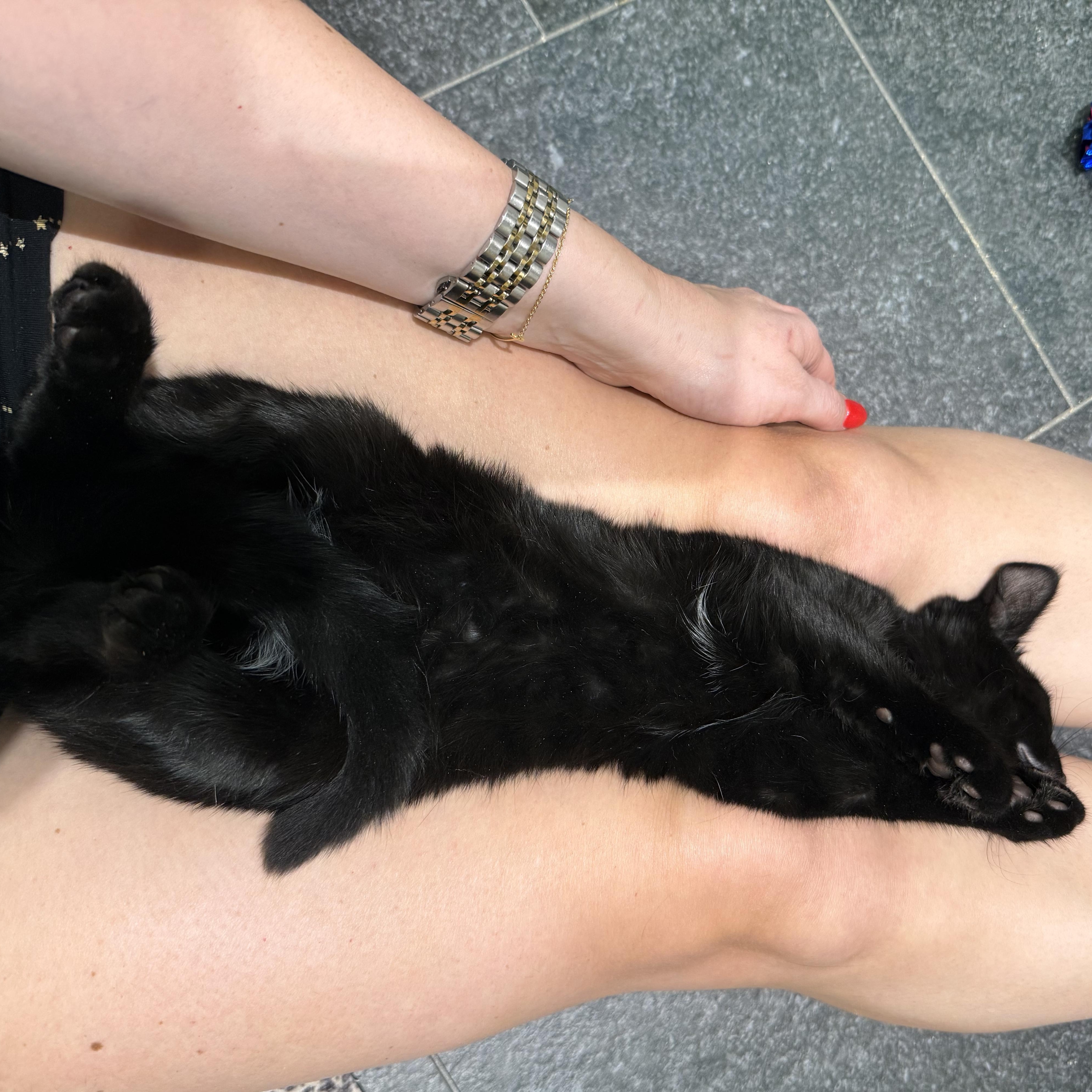 Bay Crane Dwayne the Rock Johnson, Adoptable, Young Male American Shorthair.