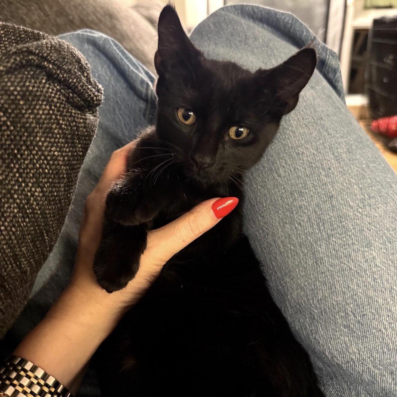 Enlarge Bay Crane Dwayne the Rock Johnson, a Adoptable American Shorthair in brooklyn, NY image 2/6