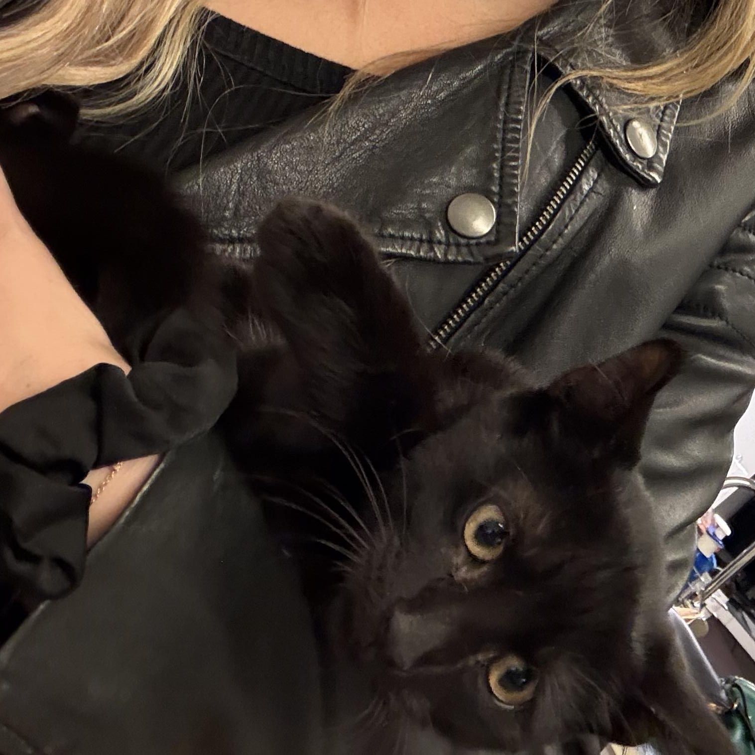 Enlarge Bay Crane Dwayne the Rock Johnson, a Adoptable American Shorthair in brooklyn, NY image 4/6