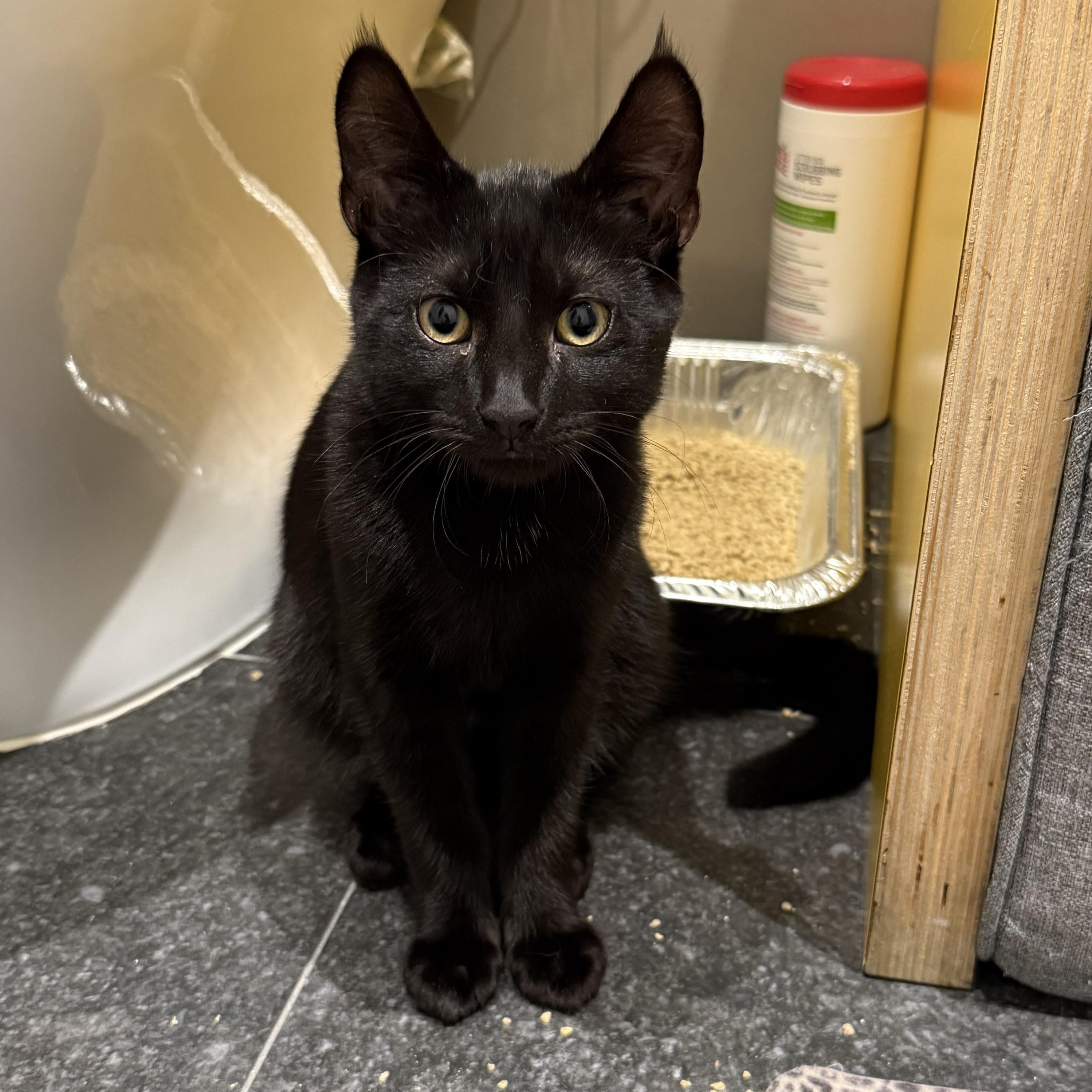 Bay Crane Dwayne the Rock Johnson, Adoptable, Young Male American Shorthair.