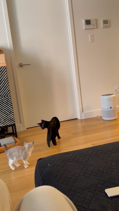 Enlarge Bay Crane Dwayne the Rock Johnson, a Adoptable American Shorthair in brooklyn, NY video 6/6