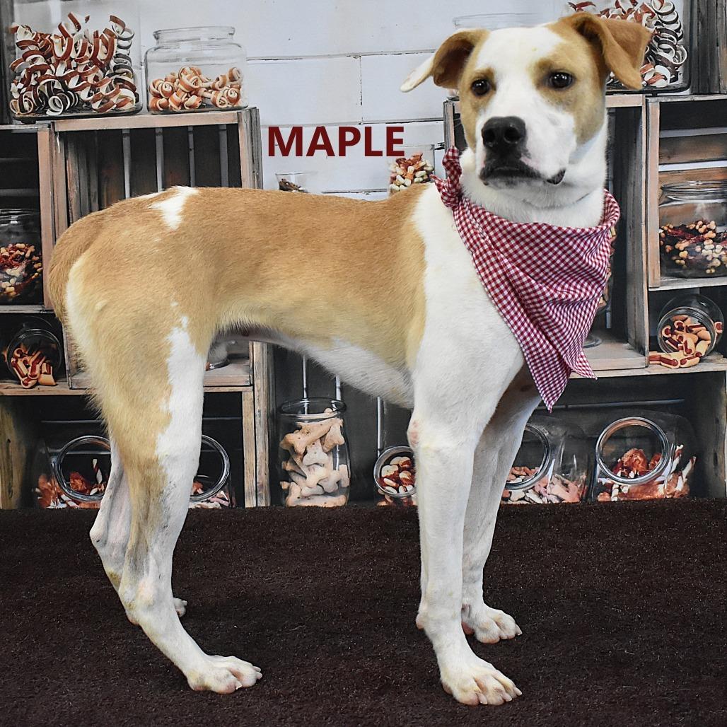 Maple, Adoptable, Adult Male Mixed Breed.