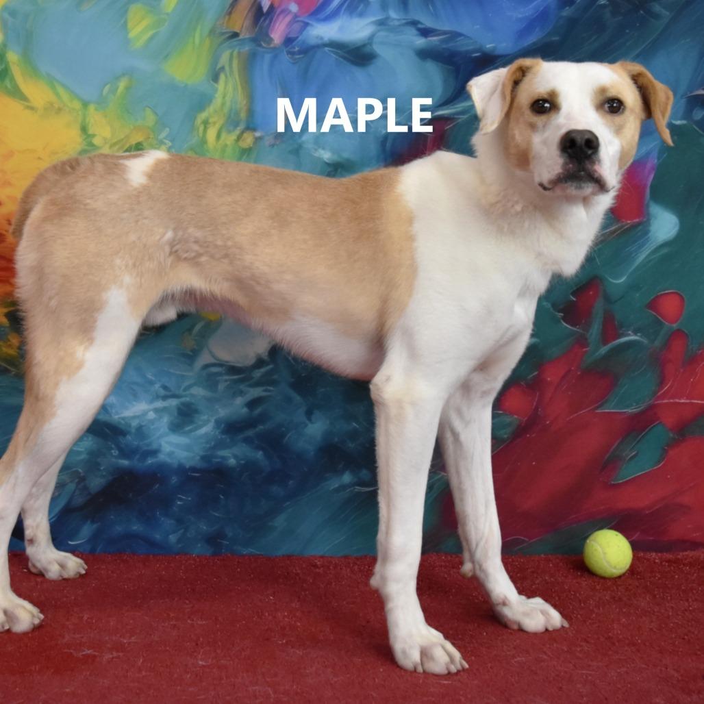 Enlarge Maple, a Adoptable Mixed Breed in Yuma, AZ image 2/4