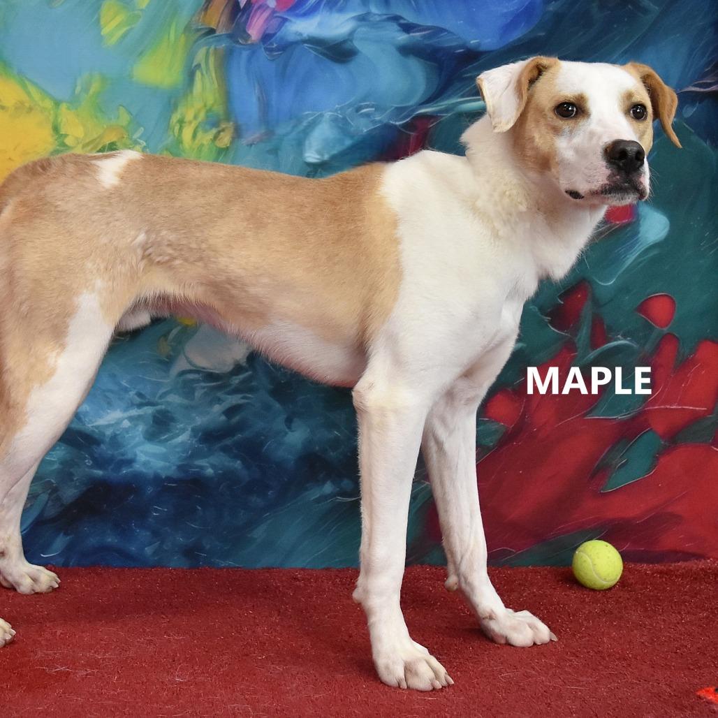 Enlarge Maple, a Adoptable Mixed Breed in Yuma, AZ image 3/4