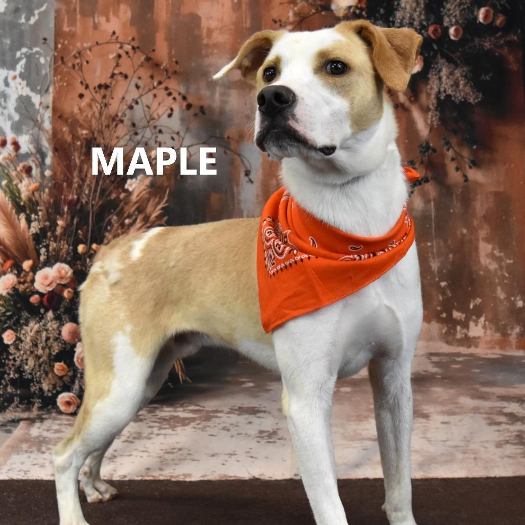 Enlarge Maple, a Adoptable Mixed Breed in Yuma, AZ image 4/4