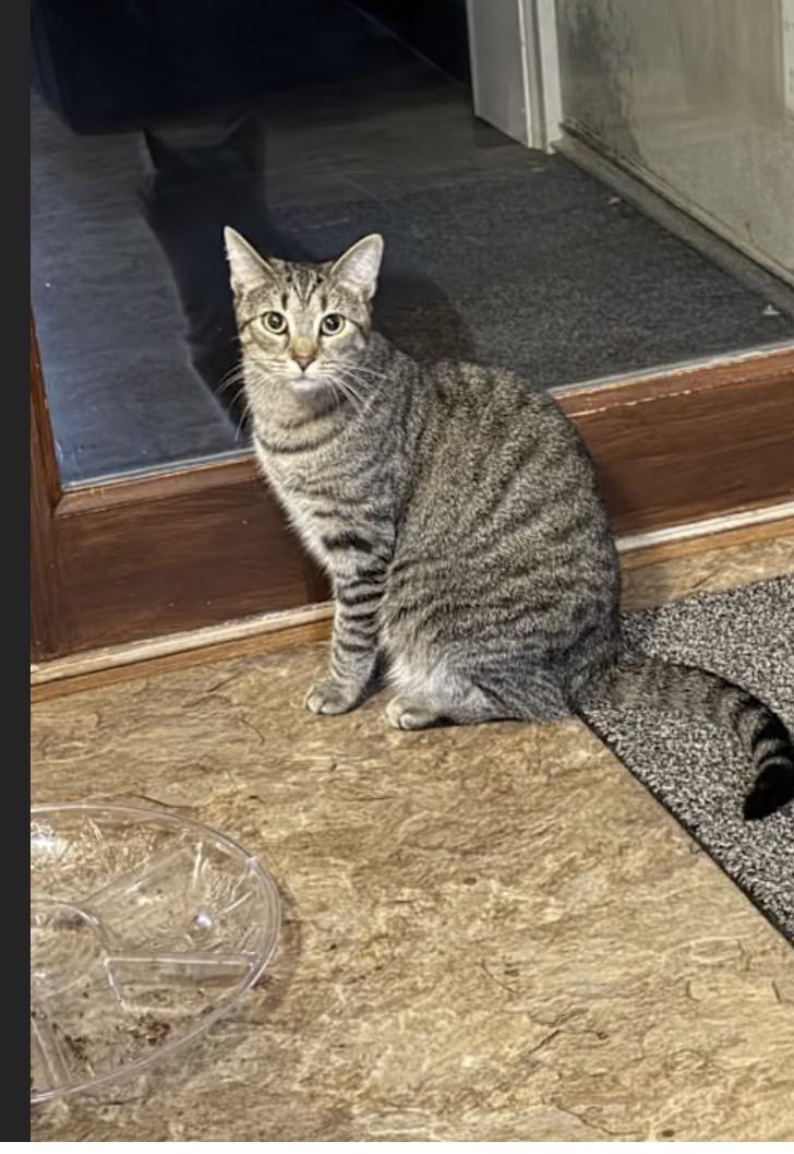 Sissy, Adoptable, Young Female Domestic Short Hair.