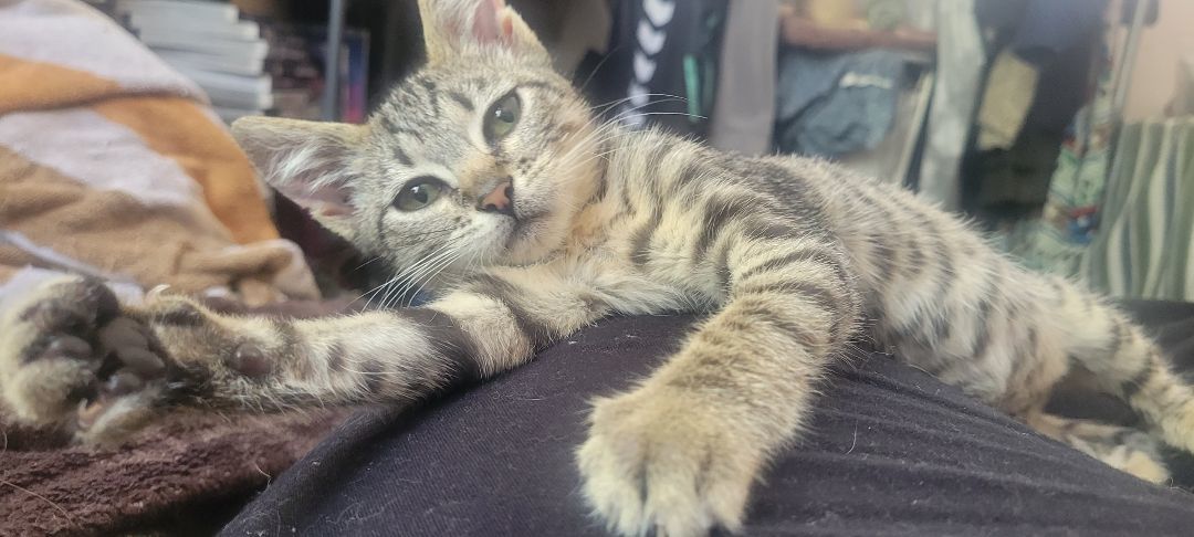 Enlarge Cindy Lou Who, a Adopted mixed breed in Norco, CA image 1/3