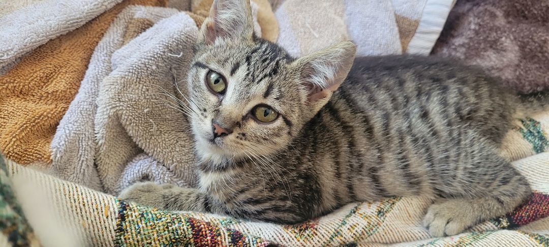 Enlarge Cindy Lou Who, a Adopted mixed breed in Norco, CA image 2/3