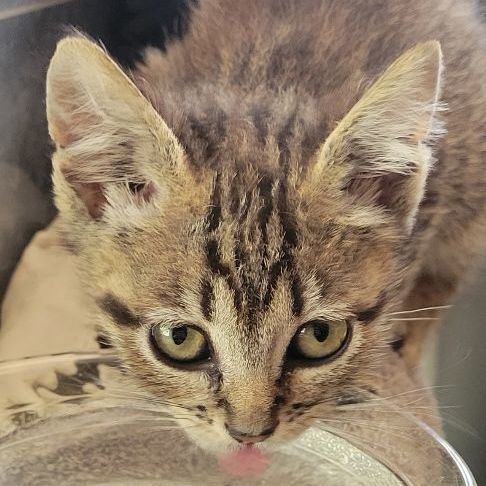 Enlarge Cindy Lou Who, a Adopted mixed breed in Norco, CA image 3/3