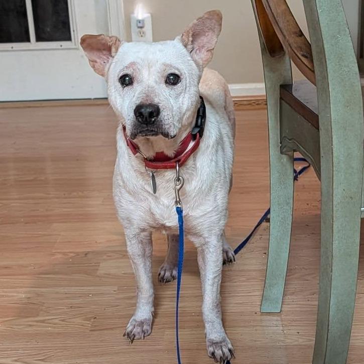 Enlarge Alazar, a Adoptable Mixed Breed in Fredericksburg, VA image 1/5