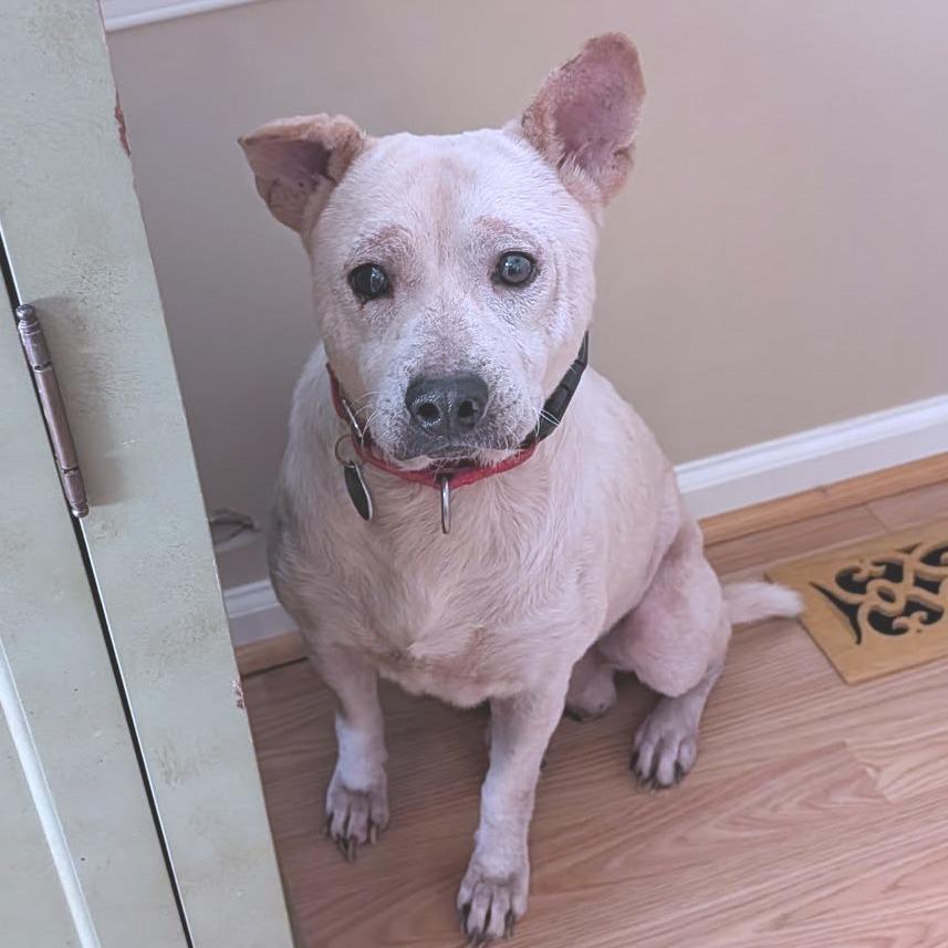 Enlarge Alazar, a Adoptable Mixed Breed in Fredericksburg, VA image 3/5