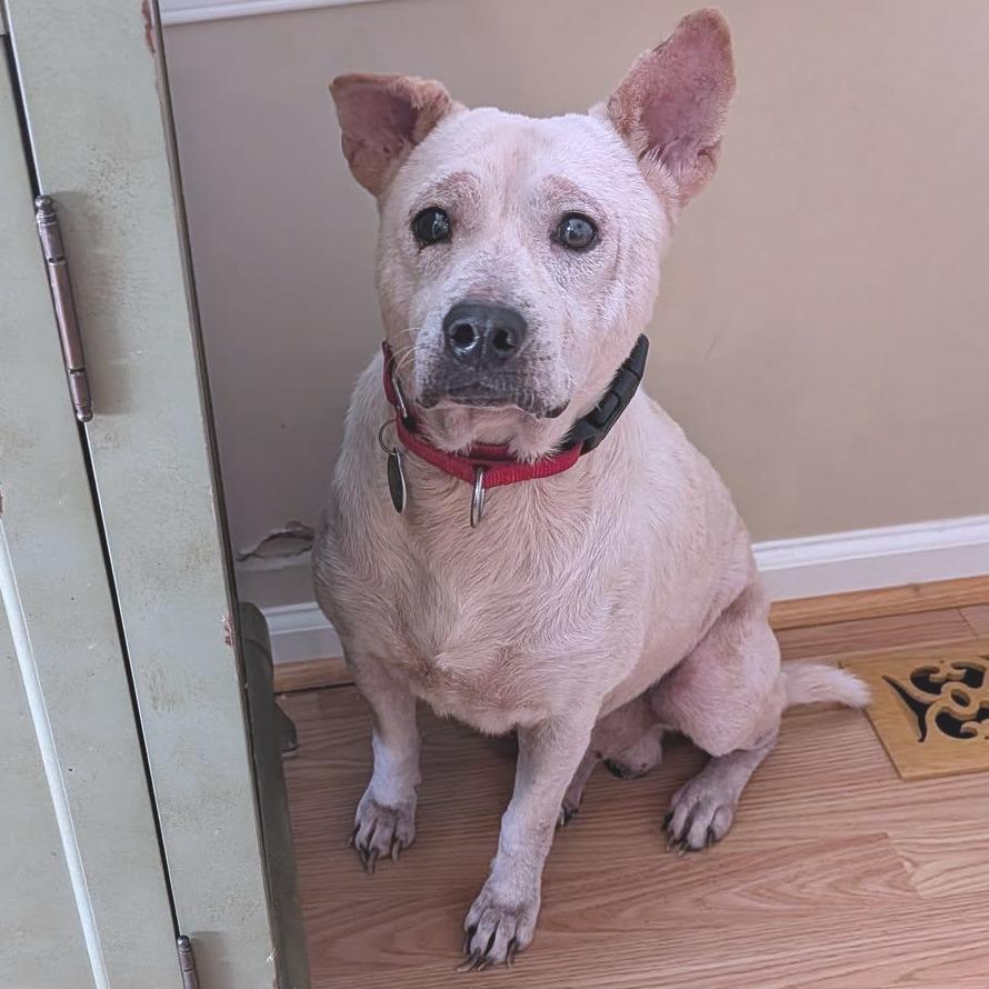 Enlarge Alazar, a Adoptable Mixed Breed in Fredericksburg, VA image 5/5