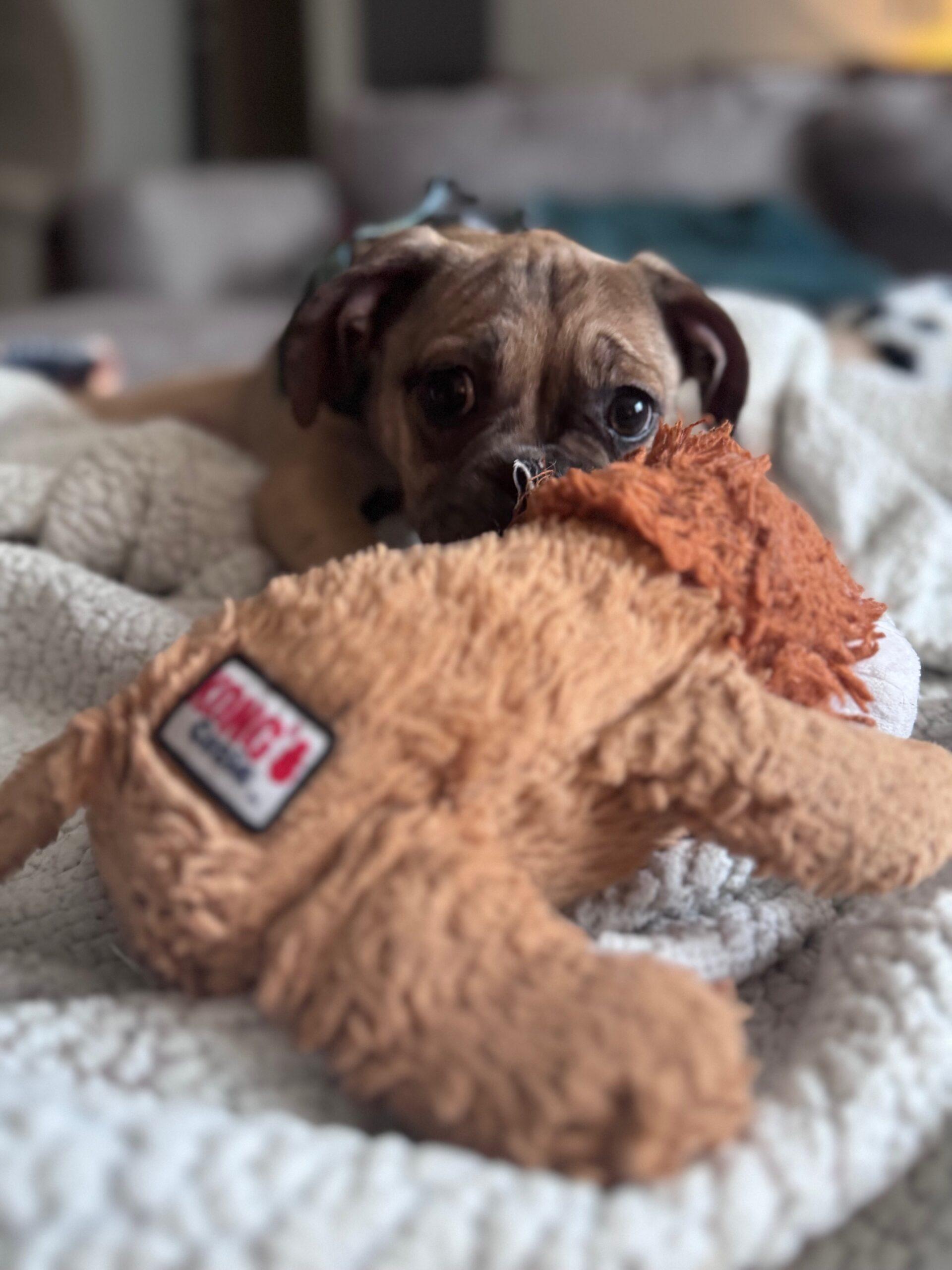 Enlarge Miranda, a Adoptable mixed breed in Seattle, WA image 1/3